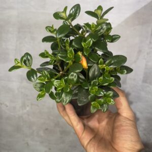 Pescadito o Nematanthus gregarius