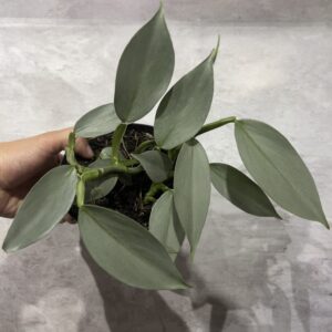 Filodendro Silver Sword