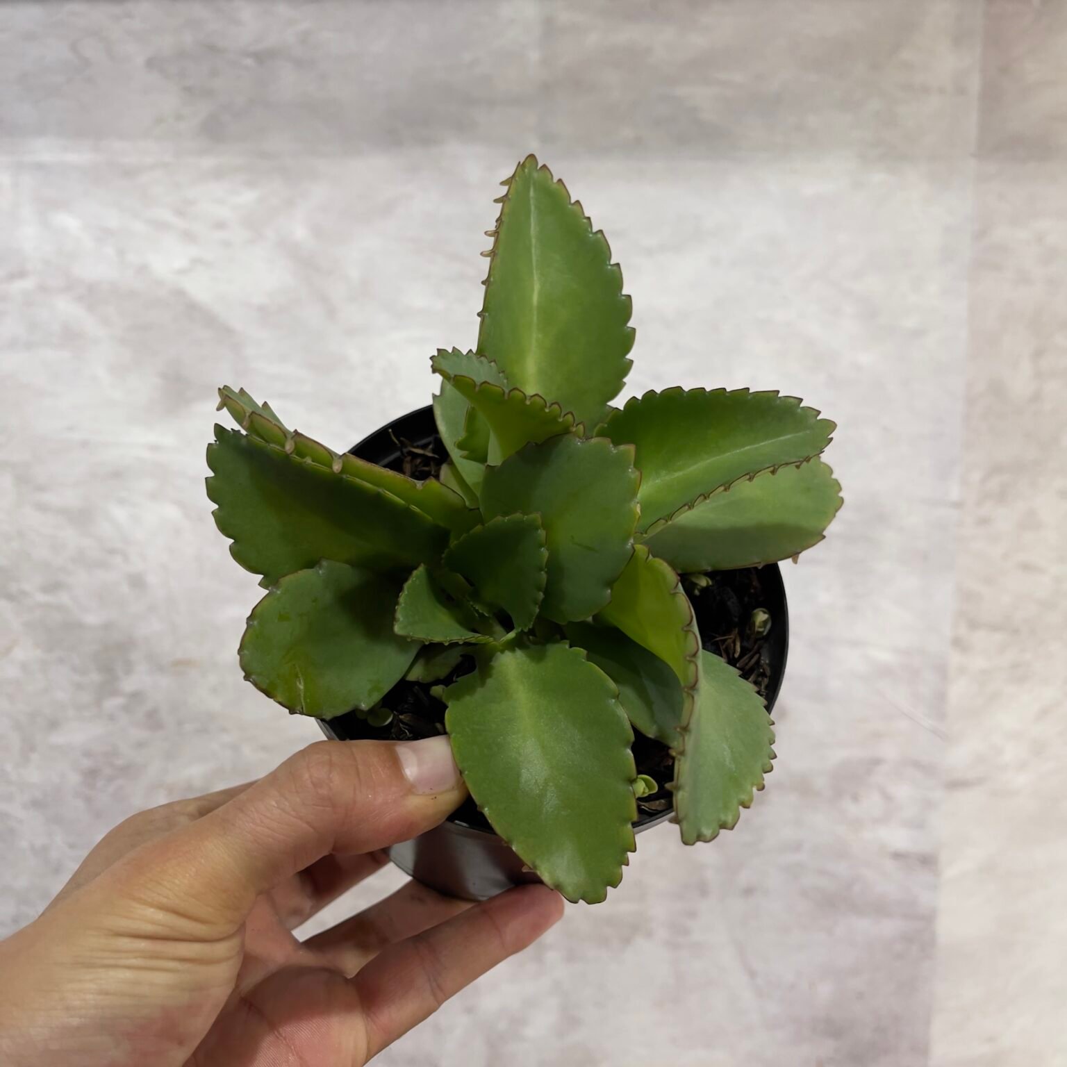 Kalanchoe o Mala Madre - Selvatico Plant Shop