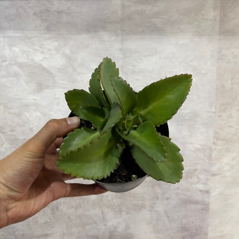 Kalanchoe o Mala Madre - Selvatico Plant Shop