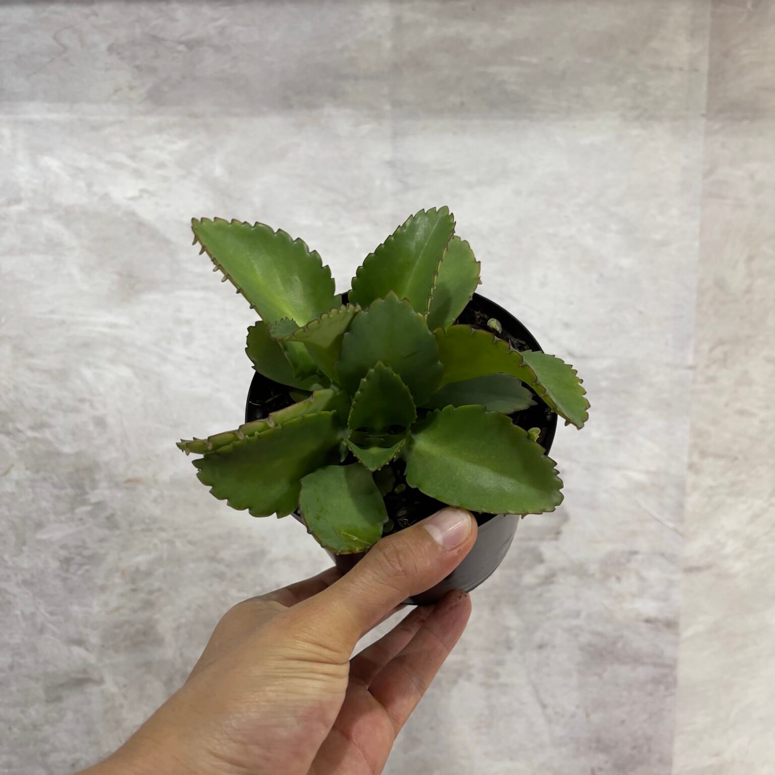 Kalanchoe o Mala Madre - Selvatico Plant Shop