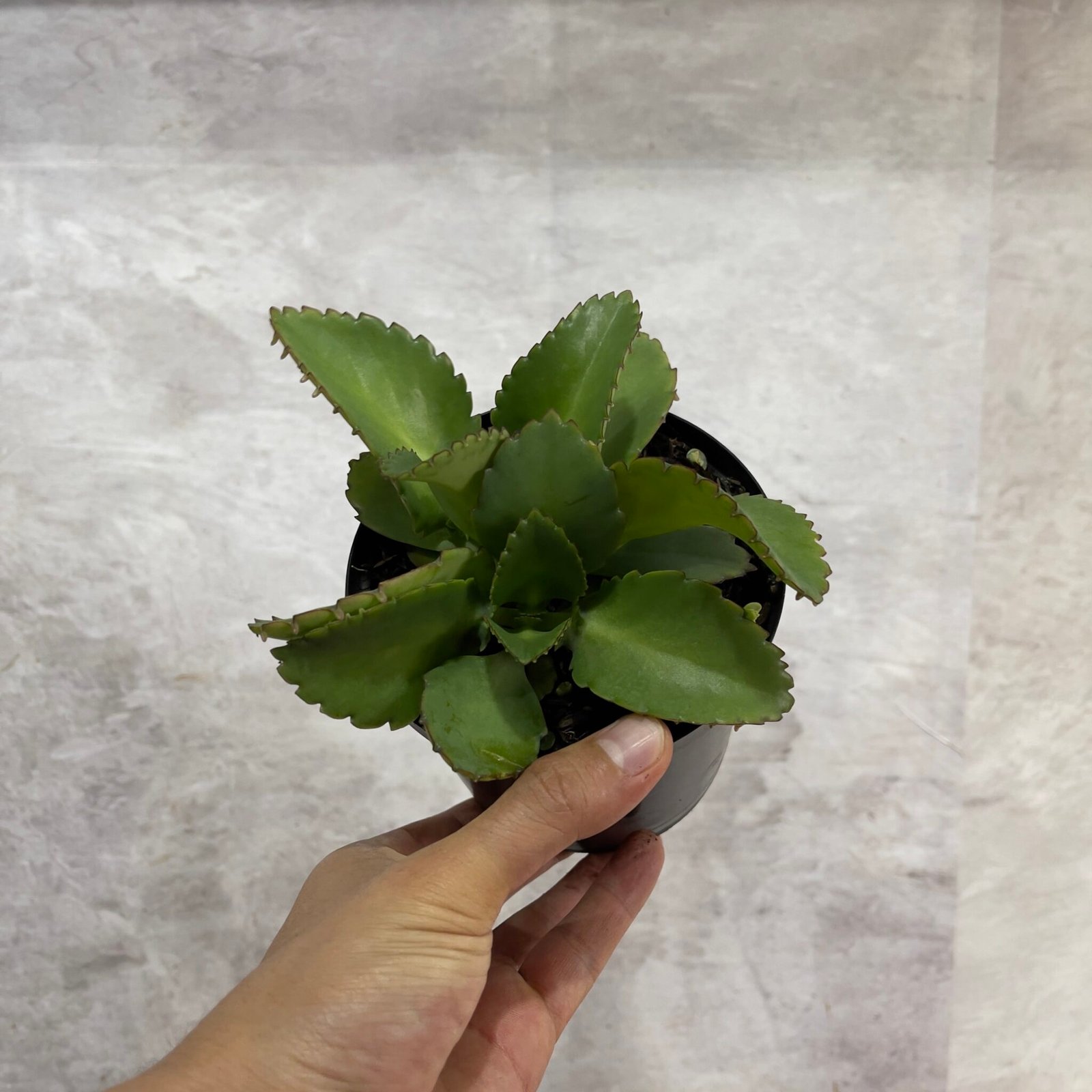 Kalanchoe o Mala Madre - Selvatico Plant Shop