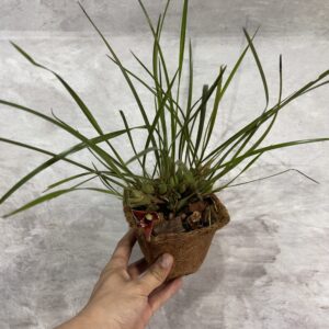 Orquídea Coco o Maxillaria