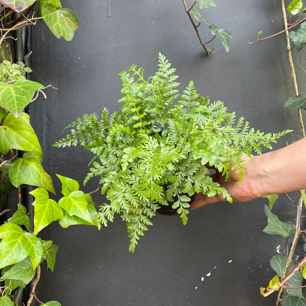 Kalanchoe o Mala Madre - Selvatico Plant Shop